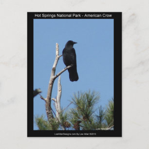 Hots Springs National Park, AR - Amerikanerkrähe Postkarte