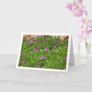 Hottentot Fig, Plante de glace sur carte Canyon