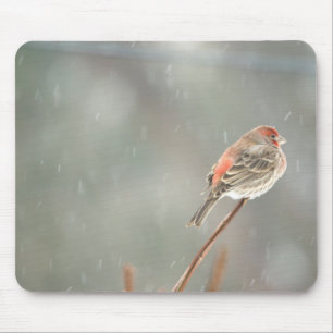House Finch auf einer Zweigniederlassung Mousepad