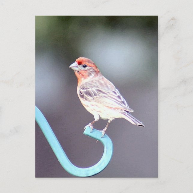 House Finch Bird Foto Postkarte (Vorderseite)