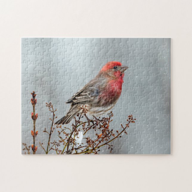 House Finch in Snow - Original Foto (Horizontal)
