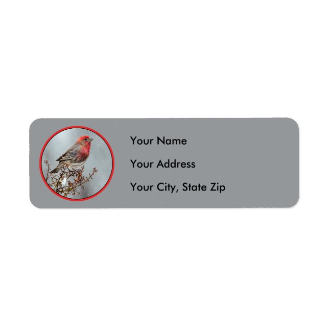 House Finch in Snow - Original Foto (Vorne)