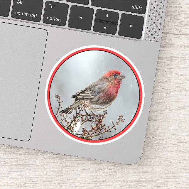 House Finch in Snow - Original Foto Aufkleber (Detail)