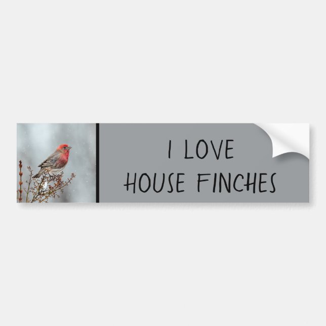 House Finch in Snow - Original Foto Autoaufkleber (Vorne)