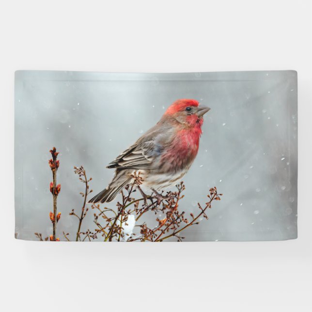 House Finch in Snow - Original Foto Banner (Horizontal)