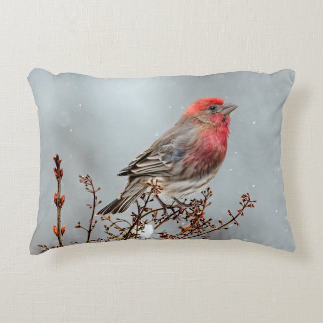 House Finch in Snow - Original Foto Dekokissen (Vorderseite)