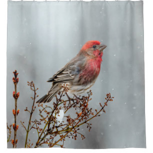 House Finch in Snow - Original Foto Duschvorhang
