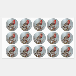House Finch in Snow - Original Foto Etiketten