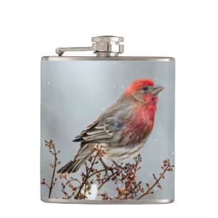 House Finch in Snow - Original Foto Flachmann