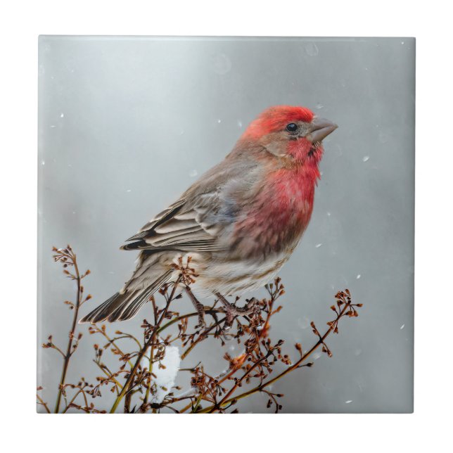 House Finch in Snow - Original Foto Fliese (Vorderseite)