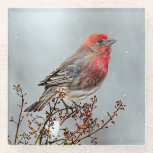 House Finch in Snow - Original Foto Glasuntersetzer