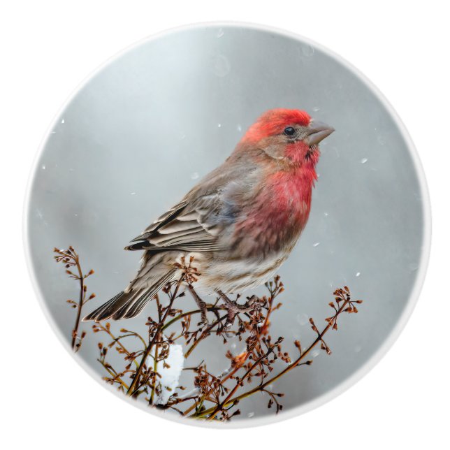 House Finch in Snow - Original Foto Keramikknauf (Vorderseite)
