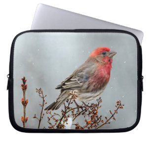 House Finch in Snow - Original Foto Laptopschutzhülle
