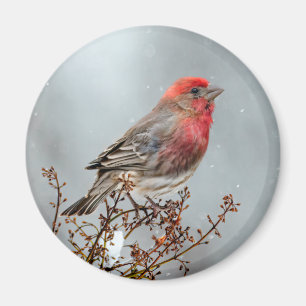 House Finch in Snow - Original Foto Magnet