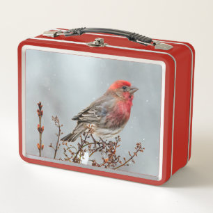 House Finch in Snow - Original Foto Metall Brotdose