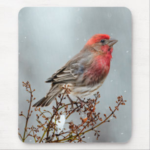 House Finch in Snow - Original Foto Mousepad