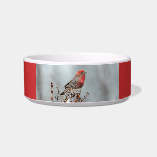 House Finch in Snow - Original Foto Napf