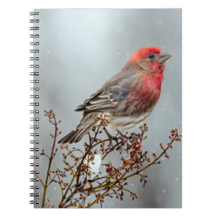 House Finch in Snow - Original Foto Notizblock