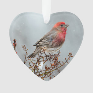 House Finch in Snow - Original Foto Ornament