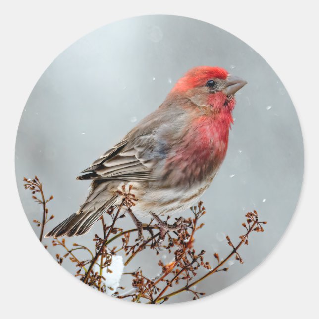 House Finch in Snow - Original Foto Runder Aufkleber (Vorderseite)