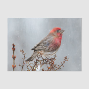 House Finch in Snow - Original Foto Seidenpapier