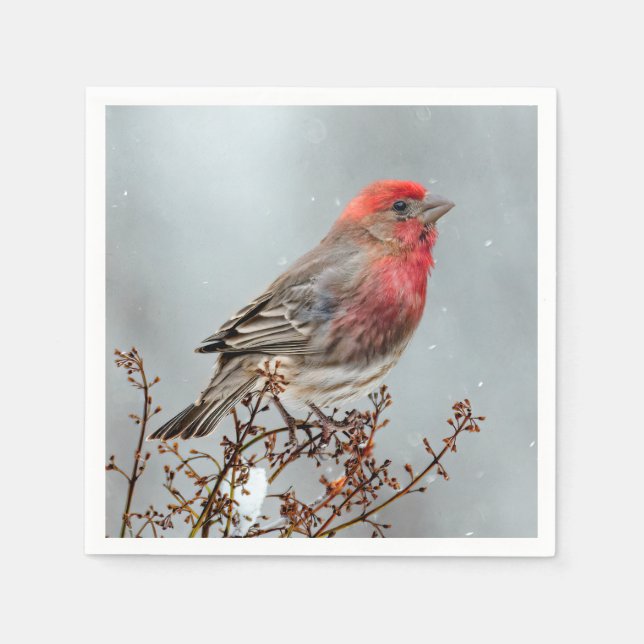 House Finch in Snow - Original Foto Serviette (Vorderseite)