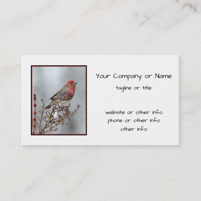 House Finch in Snow - Original Foto Visitenkarte (Vorderseite)