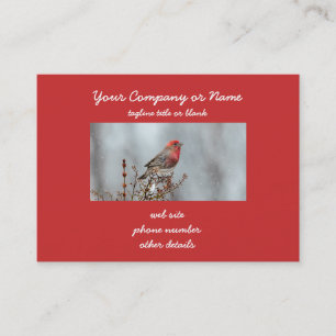 House Finch in Snow - Original Foto Visitenkarte