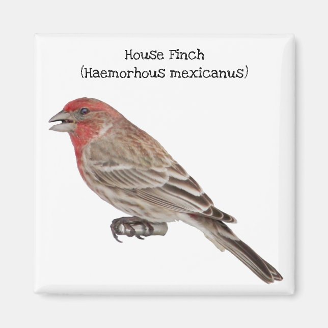 House Finch Magnet (Vorne)