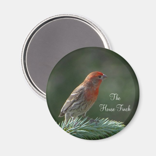 House Finch Magnet (Vorderseite/Rückseite)