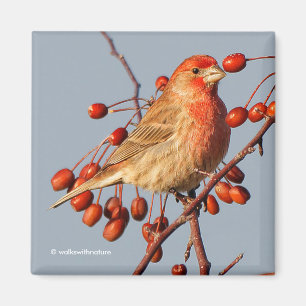 House Finch mit Hawthorn Berries Magnet