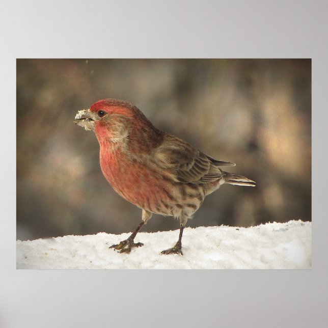 House Finch Poster (Vorne)