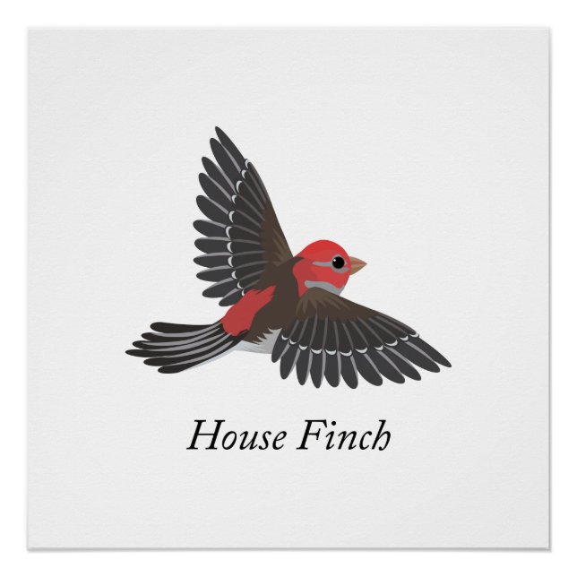 House Finch Poster (Vorderseite)