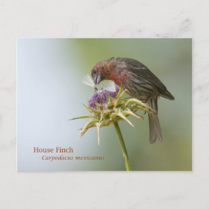 House Finch Postkarte