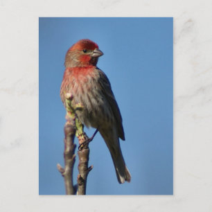 House Finch Postkarte