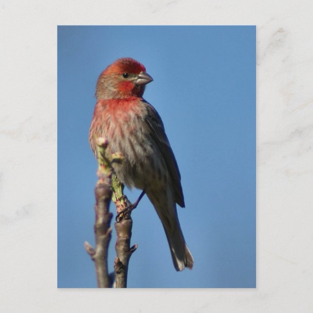 House Finch Postkarte (Vorderseite)