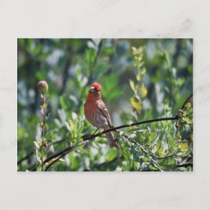 House Finch Postkarte