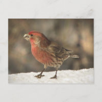 House Finch