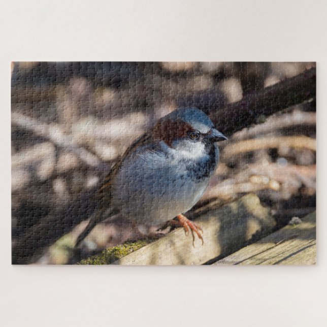 House Sparrow (Horizontal)