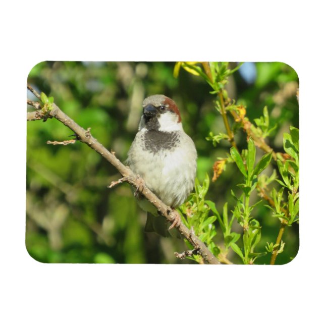 House Sparrow auf Lilac Bush Magnet (Horizontal)