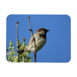 House Sparrow auf Lilacs Magnet