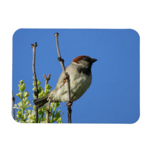 House Sparrow auf Lilacs Magnet