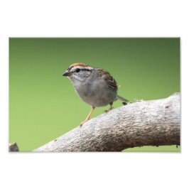 House Sparrow Fotodruck