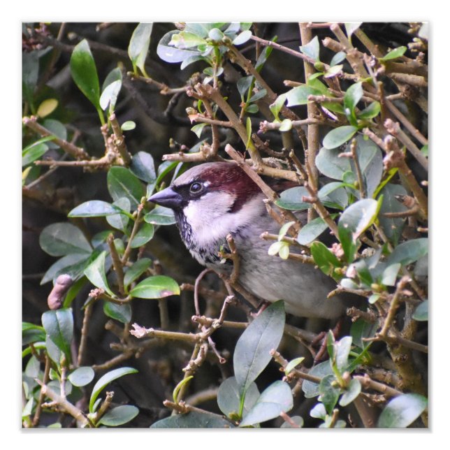 House Sparrow Fotodruck (Vorne)