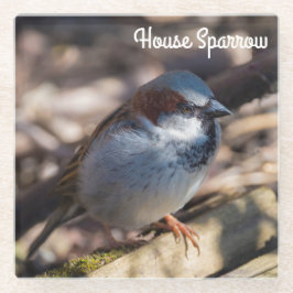 House Sparrow Glasuntersetzer