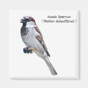 House Sparrow Magnet