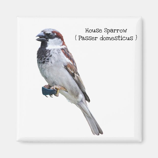 House Sparrow Magnet (Vorne)