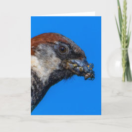 House Sparrow mit Bugs Dankeschön Karte