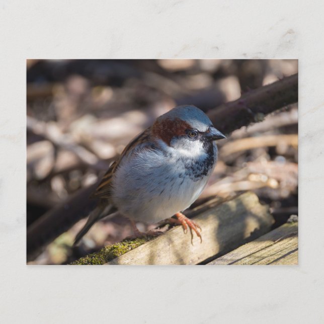 House Sparrow Postkarte (Vorderseite)