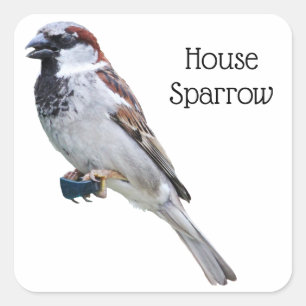 House Sparrow Quadratischer Aufkleber